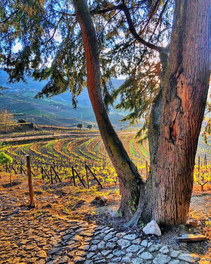 Quinta Da Salada - Turismo Rural Lamego Exterior foto